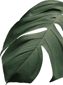 Zukaya Blatt, einzeln, unten